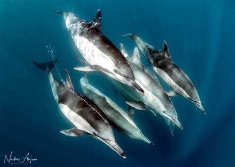 Five Common Dolphin Species • Scuba Diver Life