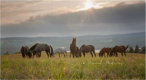 About the Newfoundland Pony