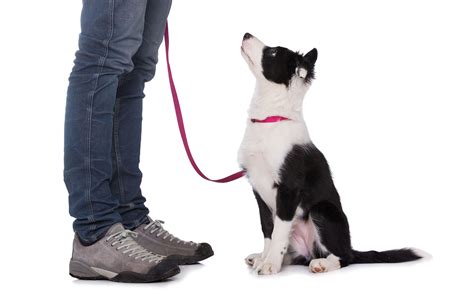 Border Collie Training Services - Border Collie Behaviourist