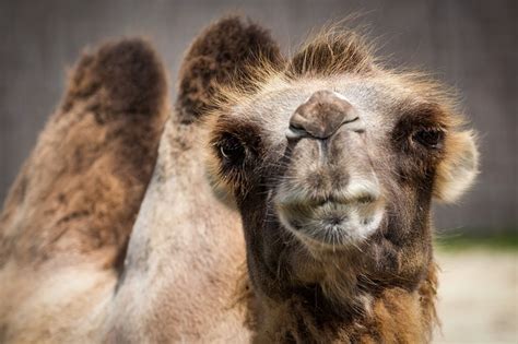 Amazing Facts about the Camel | OneKindPlanet Animal Education