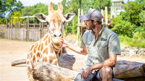 Giraffe | Vulnerable | Mammals | Auckland Zoo