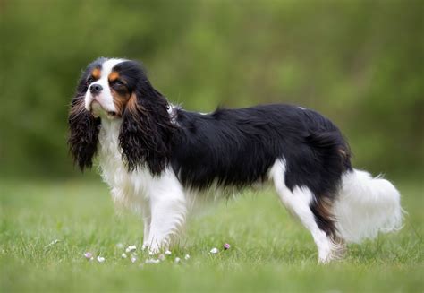 Cavalier King Charles Spaniel | Description, Size, History, Facts, & Care | Britannica