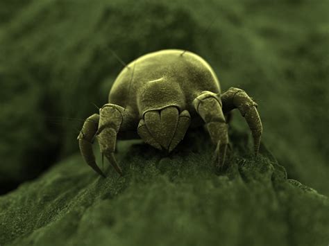 House Dust Mite Pest Control - Management & Information