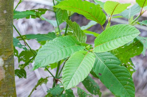 Red Maeng Da Kratom vs Red Bali: What Are the Differences? - The Holborn Mag