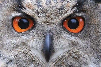 Eagle Owl Eyes Canvas Print by Elmar Weiss | iCanvas