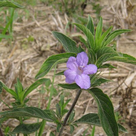 Wild Petunia Seeds, Ruellia humilis | American Meadows