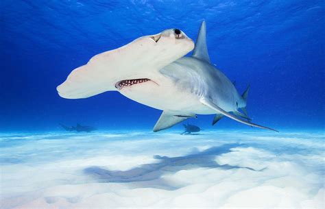 Fun Facts About Hammerhead Sharks for Kids : sharks