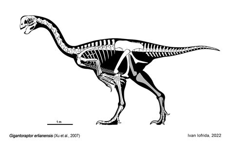 Gigantoraptor skeletal by Iofryy on DeviantArt