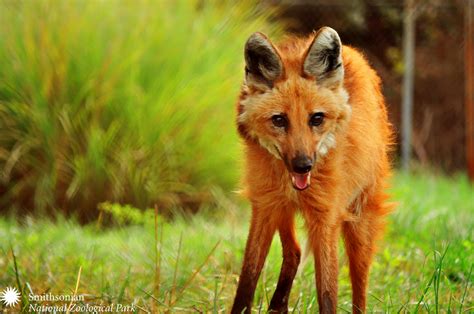 Gallery - Maned Wolf Conservation