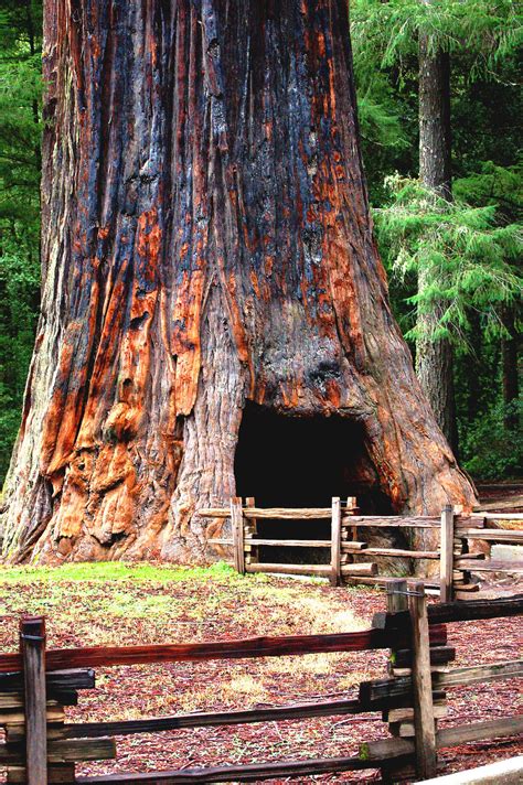 1000s of years-old: Amazing facts about the beautiful & giant Sequoia trees - Outdoor Revival