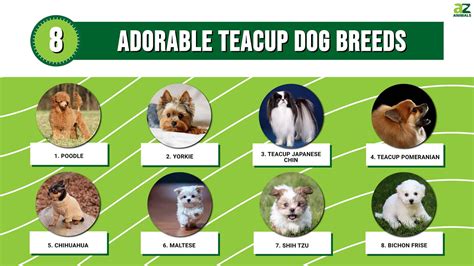 8 Adorable Teacup Dog Breeds - A-Z Animals