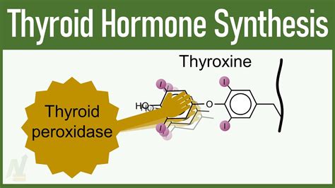 Synthesis of Thyroid Hormones