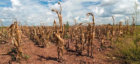 Effects Of Drought On Plants