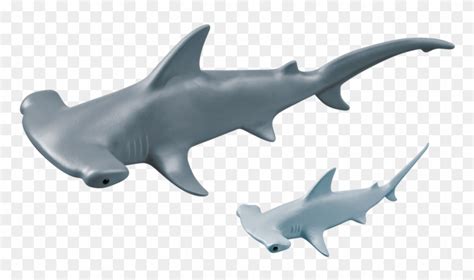 Hammerhead Shark Png - Baby Hammerhead Shark, Transparent Png - 940x658(#6622034) - PngFind