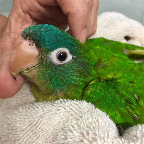 Blue Crown Conure #171654 for sale in East of Dallas (off of I 20) Lindale Tx, TX