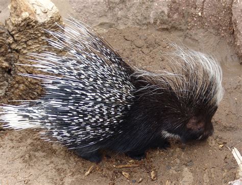 File:African crested Porcupine -Hystrix cristata-.jpg - Wikimedia Commons