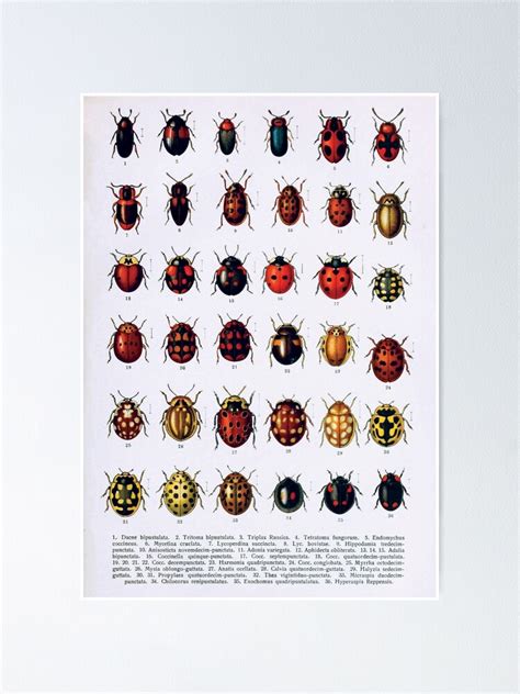 "Vintage Beetles Species Diagram | Vintage Beetles | Insect Anatomy | Entomology Collection ...