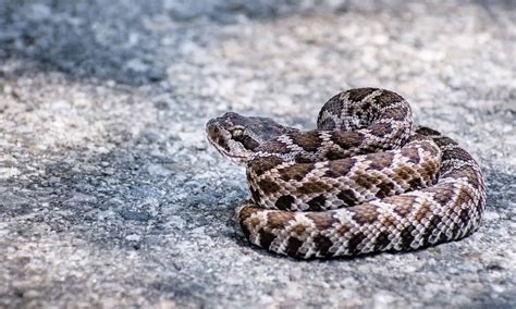 Juvenile Timber Rattlesnake