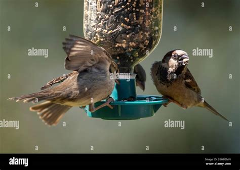 At the trough Stock Photo - Alamy