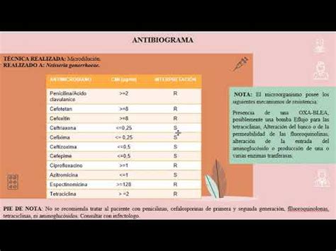 TUTORIAL DE INTERPRETACIÓN DE ANTIBIOGRAMA - YouTube