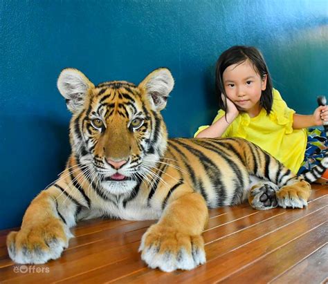 Tiger PARK Phuket, Special Price | we-offers.com