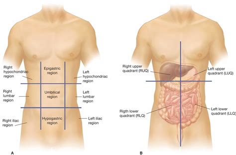 BIO 141 A&P Regions/ Quadrants of the Abdominopelvic Cavity. Diagram | Quizlet