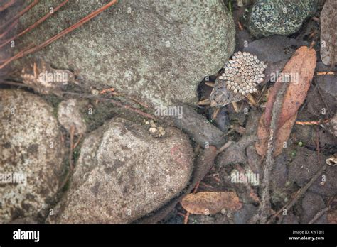 Giant water bug eggs hi-res stock photography and images - Alamy