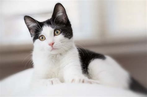 200 Best Black-and-White Cat Names - Parade Pets