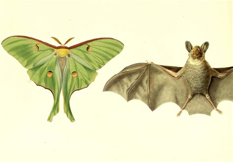 Tails of Survival: The Luna Moth’s Secret Weapon Against Bats