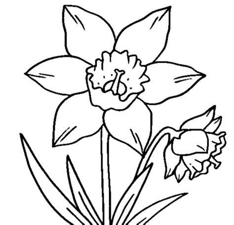 Free Printable Daffodil Cliparts, Download Free Printable Daffodil Cliparts png images, Free ...