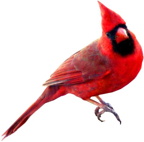 Cardinal Bird Clipart Free : Download High Quality Cardinal Clipart ...