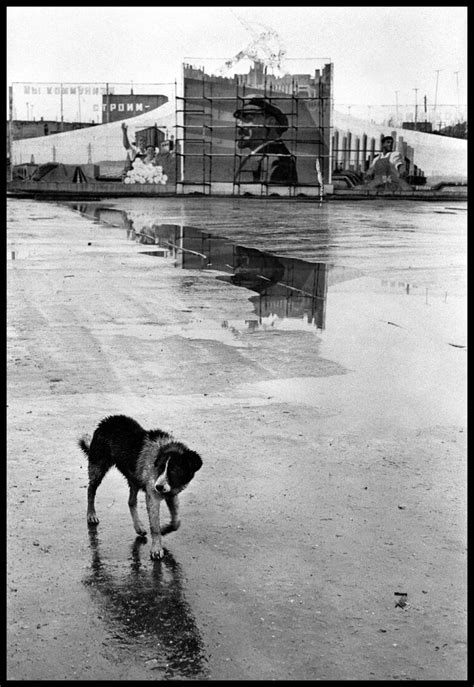 1000+ images about Elliott Erwitt _ dogs on Pinterest