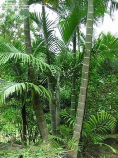 10 Cabada Palm Tree (Dypsis Cabadae) - For Indoor/Outdoor Landscape ideas | outdoor landscaping ...