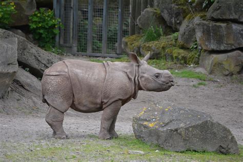 Baby Rhino (Zoo Animals) by Magicgirll91 on DeviantArt