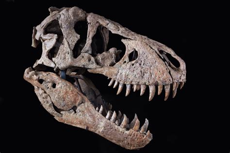 Tyrannosaurus Rex Skull | Maximus Rex | 2022 | Sotheby's