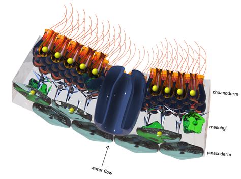 sponge cells rendering | Nervous System blog