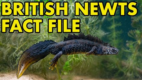 British Newts: Fact Files (British Wildlife Facts) - YouTube