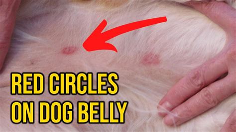 What Causes Red Circles On Dog's Belly/ Dog skin Infection - YouTube