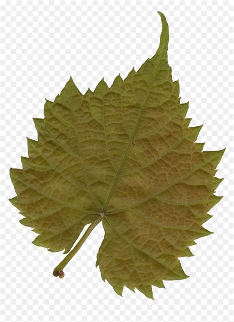 Leaf Texture Png , Png Download - Free Leaf Texture, Transparent Png - vhv