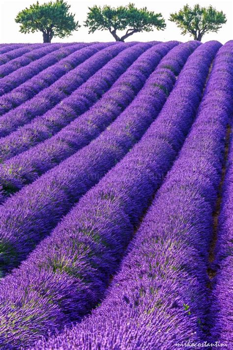 Lines... | Lavender fields, Provence lavender, French garden