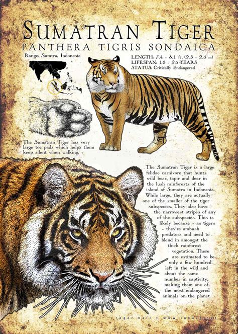 Sumatran Tiger Poster Print / Infographic