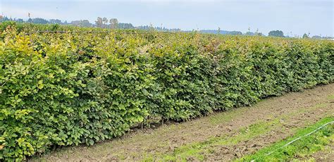 Mixed Beech (Fagus sylvatica) Hedges | Mixed Hedge