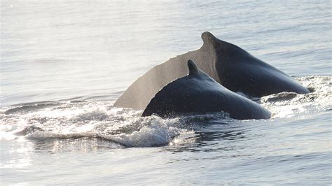 Hey Mom – It’s Dinner Time! New Research Sheds Light on Humpback Whale Nursing Behavior | Office ...