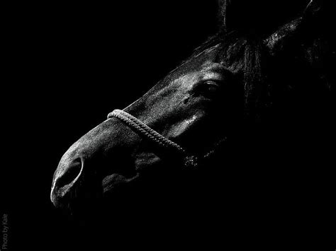 Horse, night, black, light HD wallpaper | Pxfuel