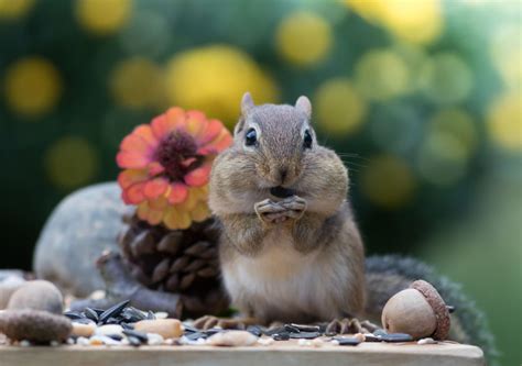 Things You Should Consider Before Choosing Chipmunks as Pets - Pet Ponder