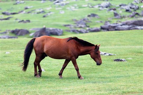 Mongolian Horse Breed Guide: Characteristics, Health & Nutrition | Mad Barn