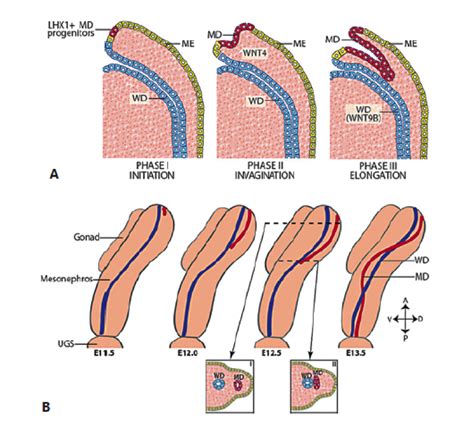 ped-ch.7-figure11 - Endotext