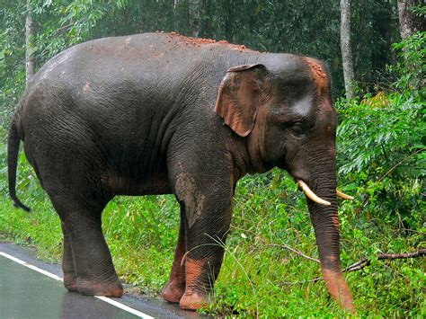 File:Asian Elephant (Elephas maximus) (7852943934).jpg - Wikimedia Commons