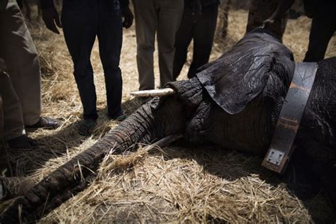 Africa: Saving Chad's Elephants From The Illegal Ivory Trade | TIME.com