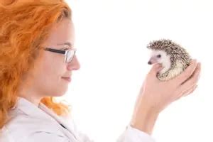 Hedgehog Illnesses and Symptoms - Heavenly Hedgies